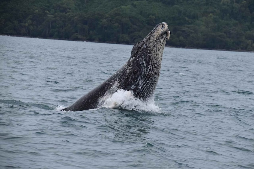 Picture 2 for Activity Drake Bay - Whales and Dolphins Watching Tour