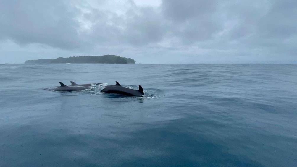 Picture 5 for Activity Drake Bay - Whales and Dolphins Watching Tour