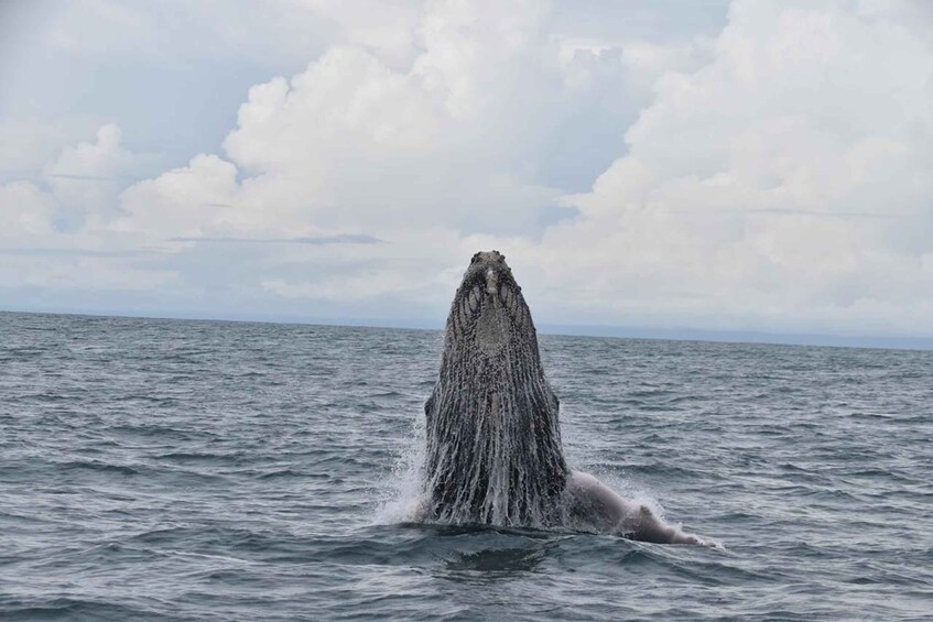 Picture 1 for Activity Drake Bay - Whales and Dolphins Watching Tour