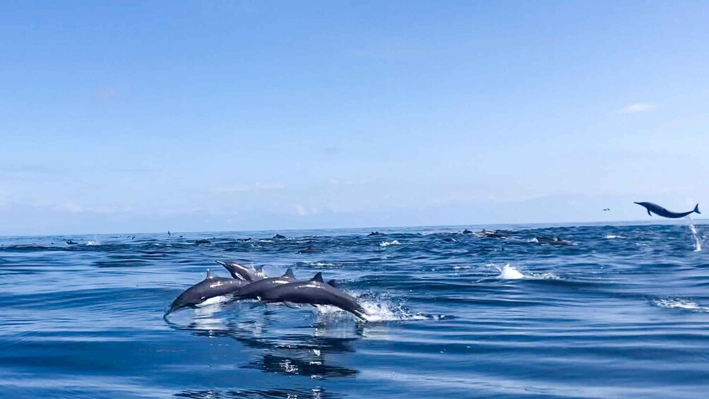 Picture 6 for Activity Drake Bay - Whales and Dolphins Watching Tour