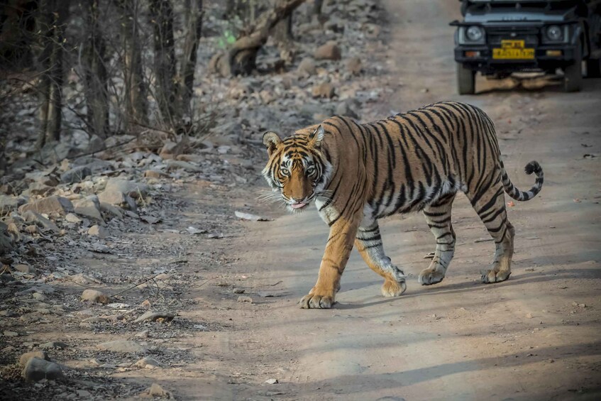 Picture 27 for Activity Pokhara: 3-Day Culture Wildlife and Jungle Safari Experience