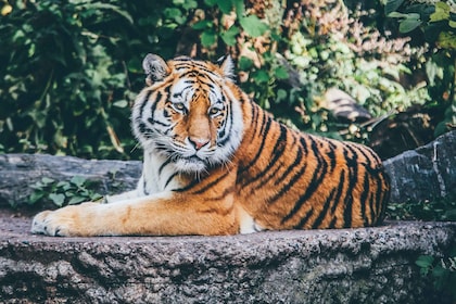 Pokhara : 3 jours de safari culturel dans la jungle et la faune