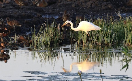 Darwin: Fogg Dam Wetlands Sunset & Humpty Doo Hotel Tour