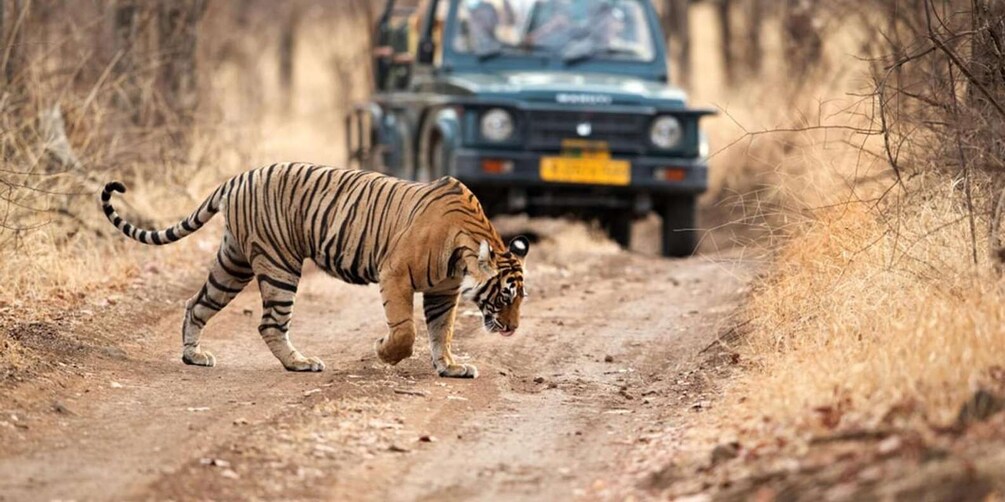 Picture 6 for Activity From Delhi: 6 Days Golden Triangle Tour with Ranthambore