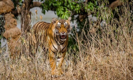 From Delhi: 6 Days Golden Triangle Tour with Ranthambore