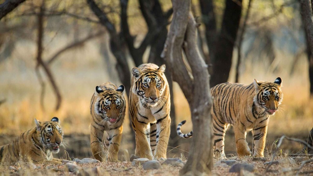 Picture 4 for Activity From Delhi: 6 Days Golden Triangle Tour with Ranthambore