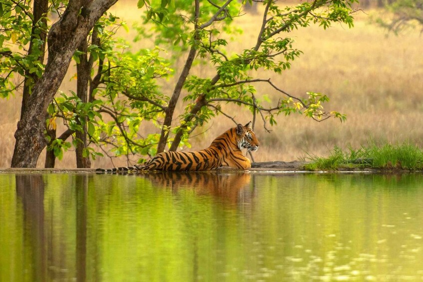 Picture 7 for Activity From Delhi: 6 Days Golden Triangle Tour with Ranthambore