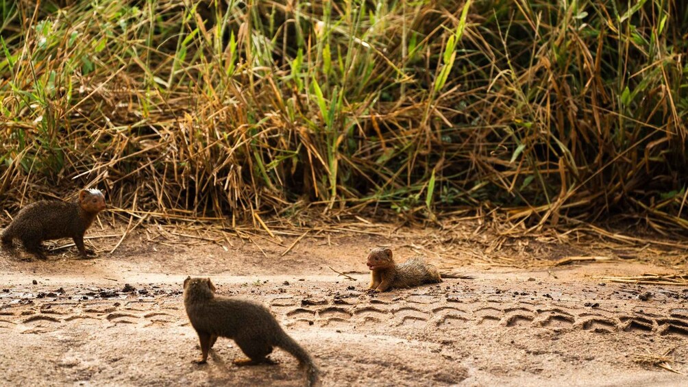 Picture 22 for Activity From Arusha: Guided 1 Day Trip to Tarangire National Park