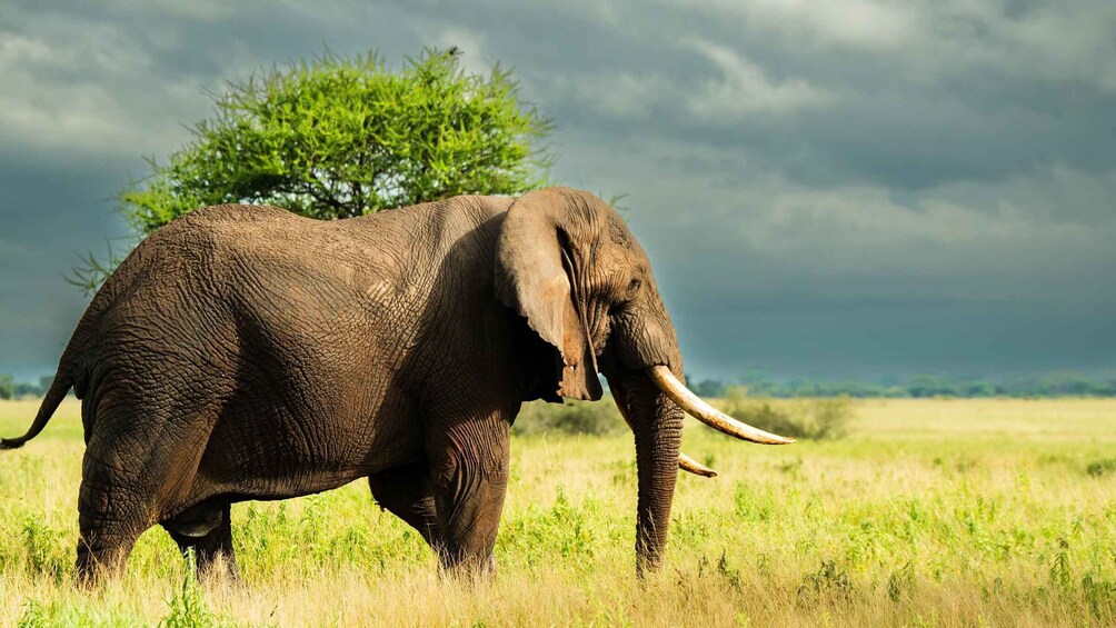 Picture 17 for Activity From Arusha: Guided 1 Day Trip to Tarangire National Park