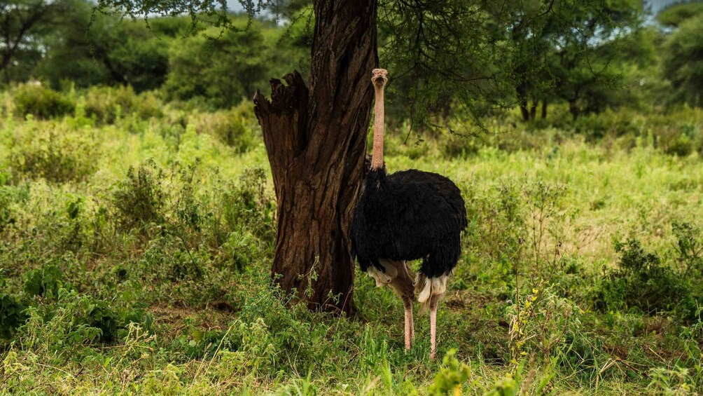 Picture 26 for Activity From Arusha: Guided 1 Day Trip to Tarangire National Park
