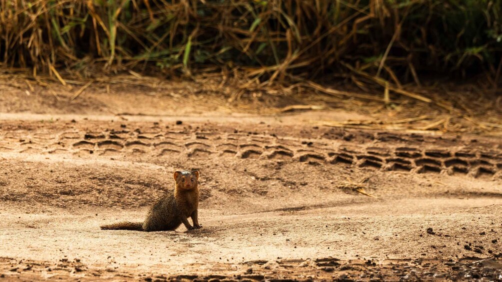 Picture 34 for Activity From Arusha: Guided Day Trip to Tarangire National Park
