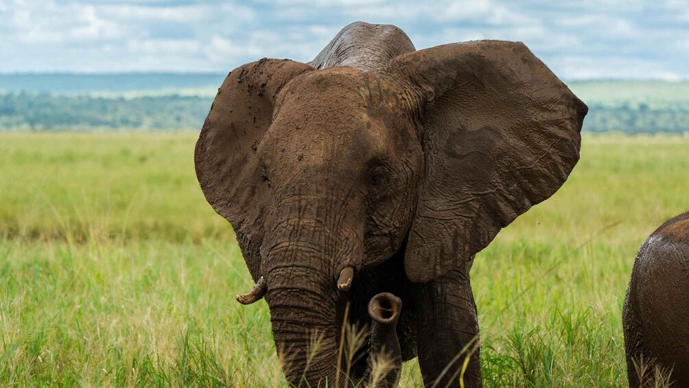 Picture 18 for Activity From Arusha: Guided 1 Day Trip to Tarangire National Park