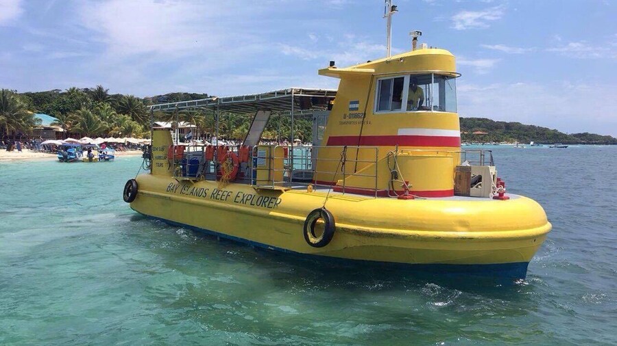 Roatan: Sloth Park, Horseback Ride & Glass Bottom Boat Tour