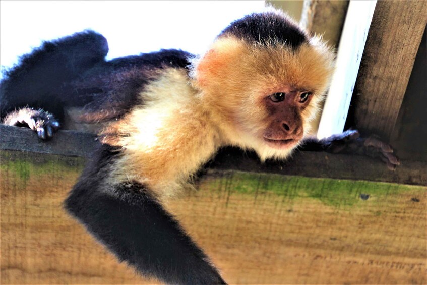 Picture 1 for Activity Roatan: Sloth Park, Horseback Ride & Glass Bottom Boat Tour