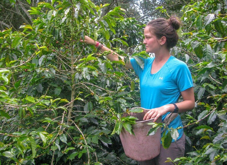 Picture 1 for Activity Bogotá: Guided Coffee Tour with Lunch, and Pickup & Drop-Off