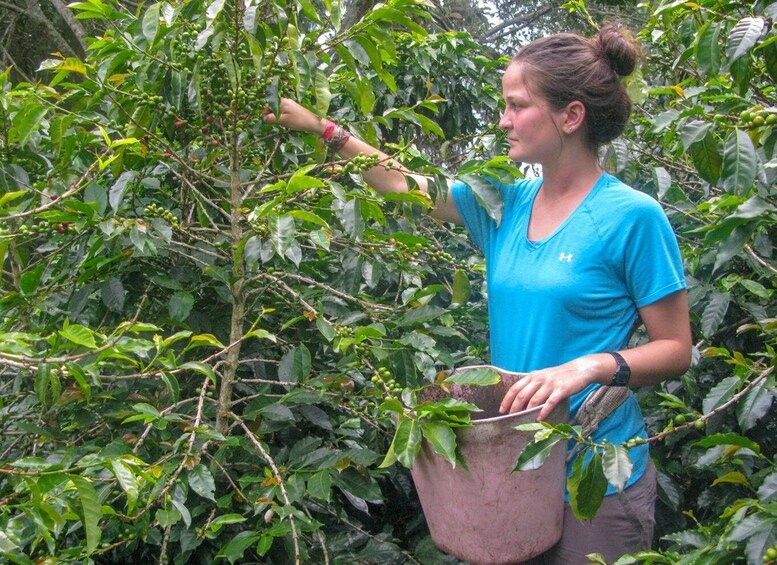 Picture 1 for Activity Bogotá: Guided Coffee Tour with Lunch, and Pickup & Drop-Off