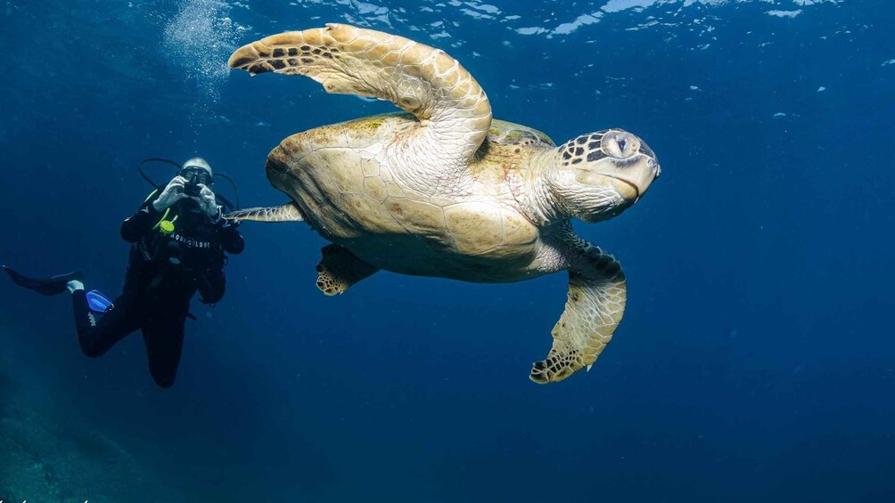 Picture 1 for Activity Muscat: Diving in Daymaniyat Islands