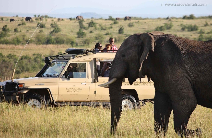 Picture 4 for Activity 7 Days Taste of Kenya Safari Adventure on a 4x4 Land Cruiser