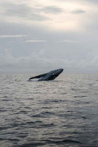 Picture 8 for Activity Mirissa Whale Watching Experience with Seafood Lunch