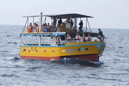 Experiencia de avistamiento de ballenas en Mirissa con almuerzo de marisco