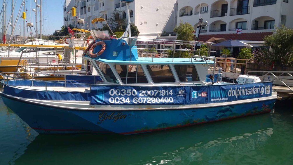 Gibraltar: Dolphin Watching Boat Tour