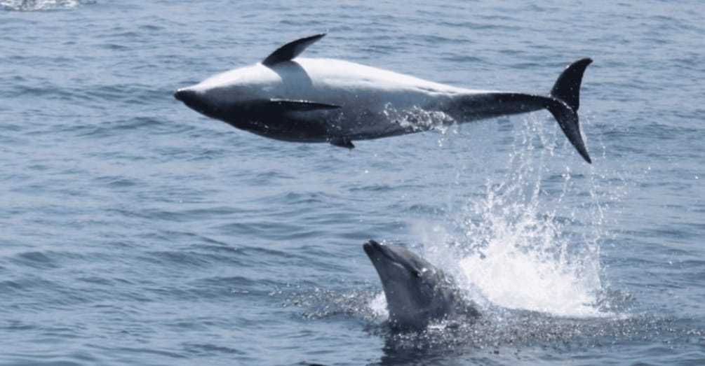 Picture 8 for Activity Gibraltar: Dolphin Watching Boat Tour