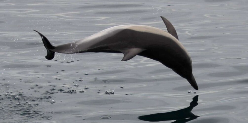 Picture 7 for Activity Gibraltar: Dolphin Watching Boat Tour