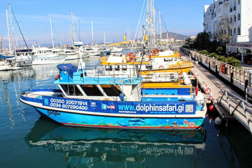 Picture 1 for Activity Gibraltar: Dolphin Watching Boat Tour