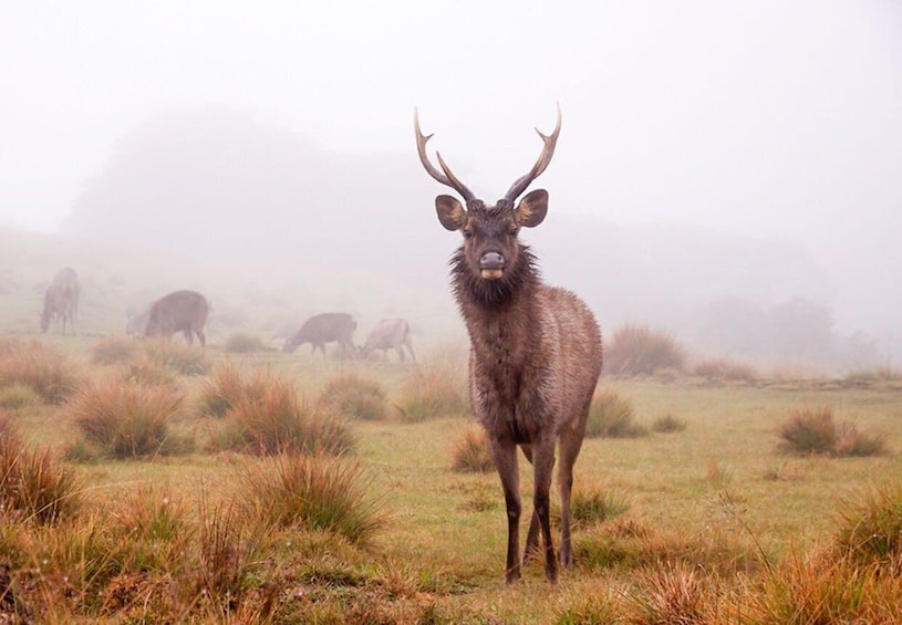 Picture 4 for Activity Ella to Horton Plains with Bakers Falls & Train Delights