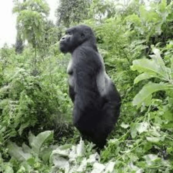 Picture 3 for Activity Private Tour Gorilla Trekking Uganda Game Driving 4 Day Tour