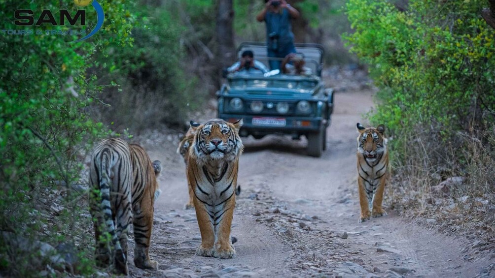 Picture 3 for Activity From Delhi: Jaipur Pushkar & Ranthambore Tour