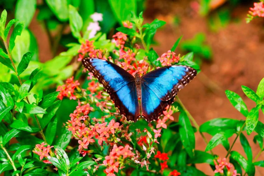 Picture 5 for Activity Monteverde: Suspension Bridges, Sloths, and Butterflies