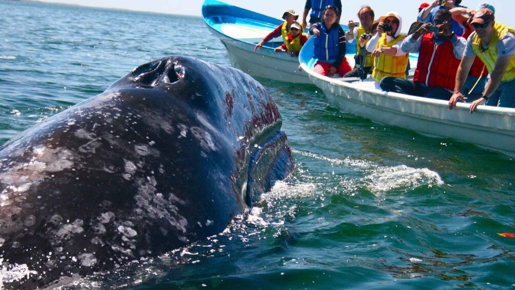 Picture 6 for Activity From Mirissa: Private Whale Watching Tour With Sunset