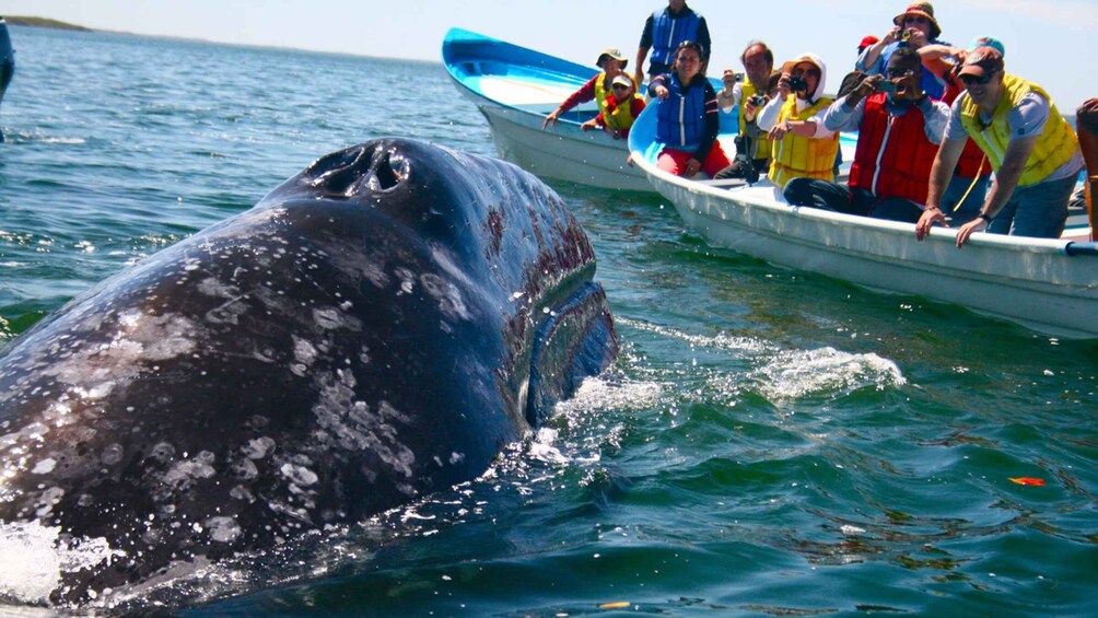 Picture 6 for Activity From Mirissa: Private Whale Watching Tour With Sunset