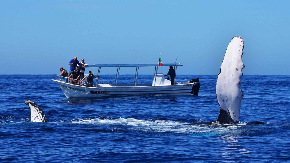 Picture 5 for Activity From Mirissa: Private Whale Watching Tour With Sunset