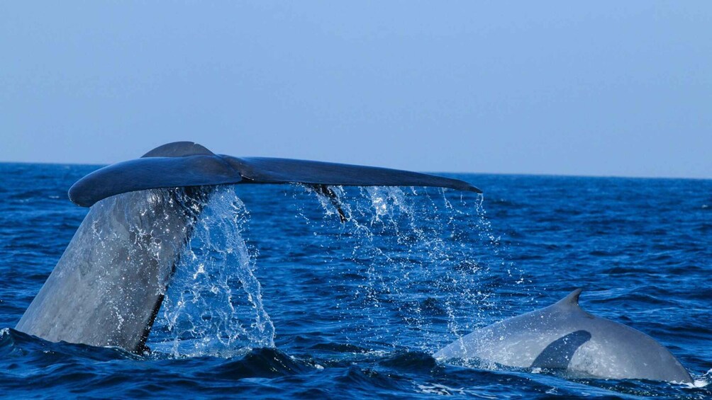 Picture 1 for Activity From Mirissa: Private Whale Watching Tour With Sunset