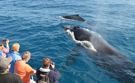 De Mirissa : Visite privée d’observation des baleines avec coucher de solei...