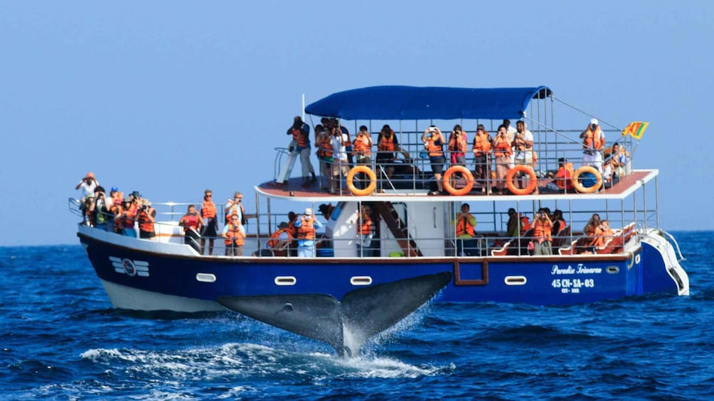 Picture 4 for Activity From Mirissa: Private Whale Watching Tour With Sunset