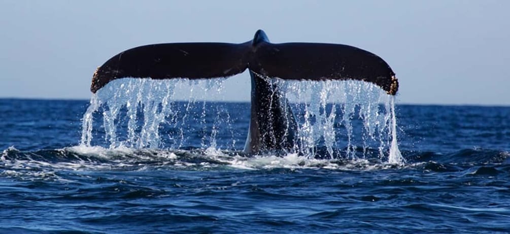 Picture 7 for Activity From Mirissa: Private Whale Watching Tour With Sunset