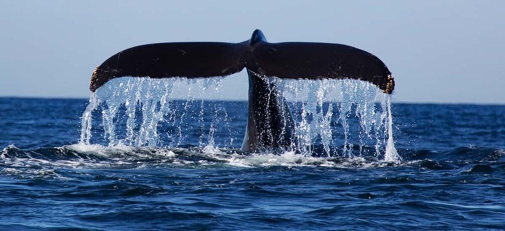 Picture 7 for Activity From Mirissa: Private Whale Watching Tour With Sunset