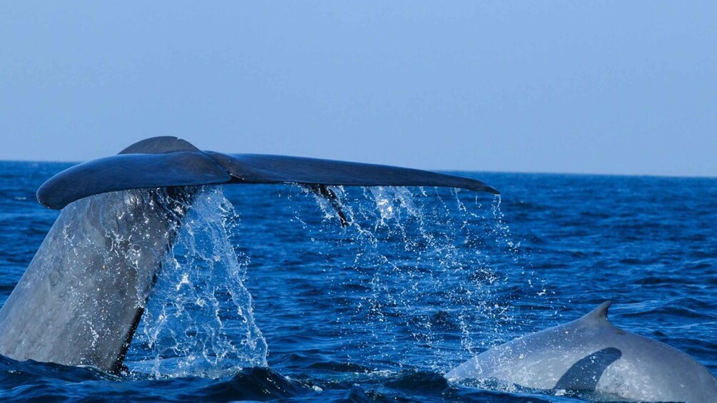 Picture 1 for Activity From Mirissa: Private Whale Watching Tour With Sunset