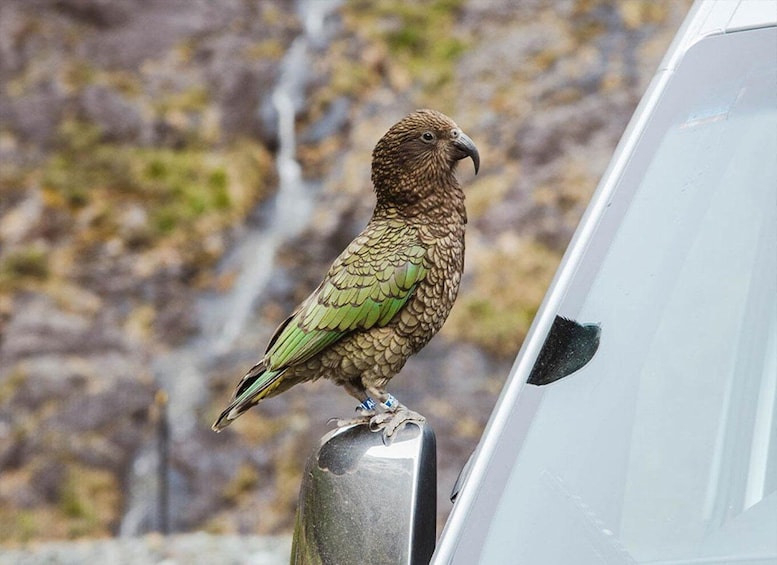 Picture 1 for Activity Milford Sound: Small-Group Tour from Te Anau
