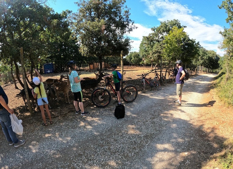 Picture 11 for Activity Pula-Vodnjan-Rovinj: E-Bike Tour with traditional dinner