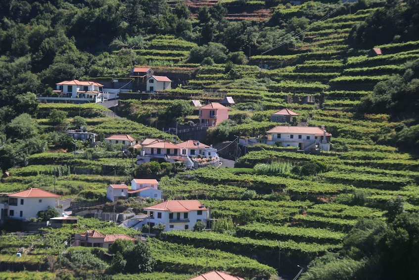 Picture 13 for Activity Madeira : Wine&Tapas, Cabo Girão skywalk 4x4 Jeep Adventure