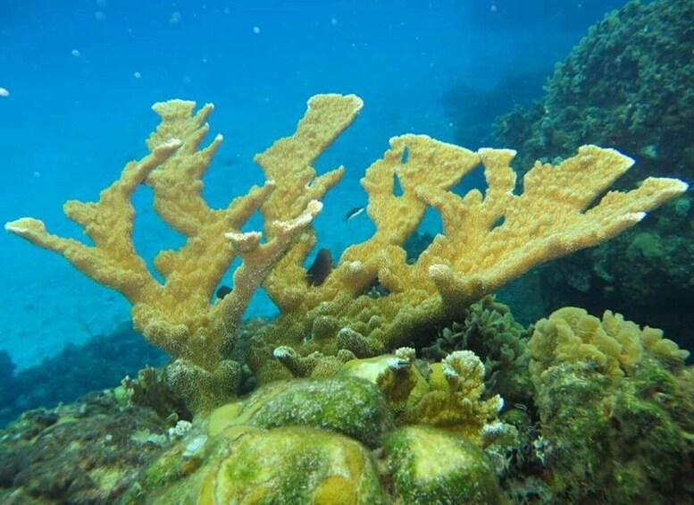 Picture 2 for Activity Cozumel: Shore Snorkel & Taco Workshop Experience