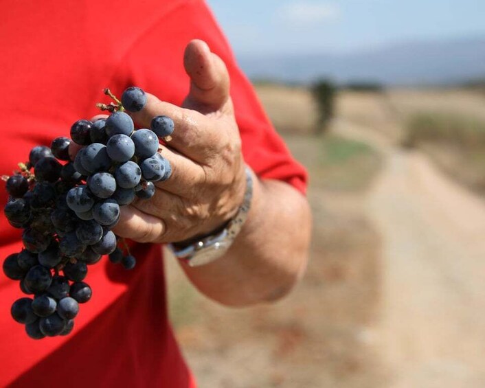 Picture 2 for Activity Sardinia: Winery Tour and Wine Tasting Experience
