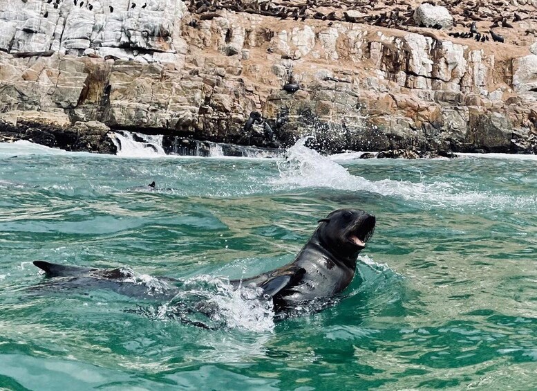 Picture 5 for Activity Plettenberg Bay: Seal Viewing Boat Trip