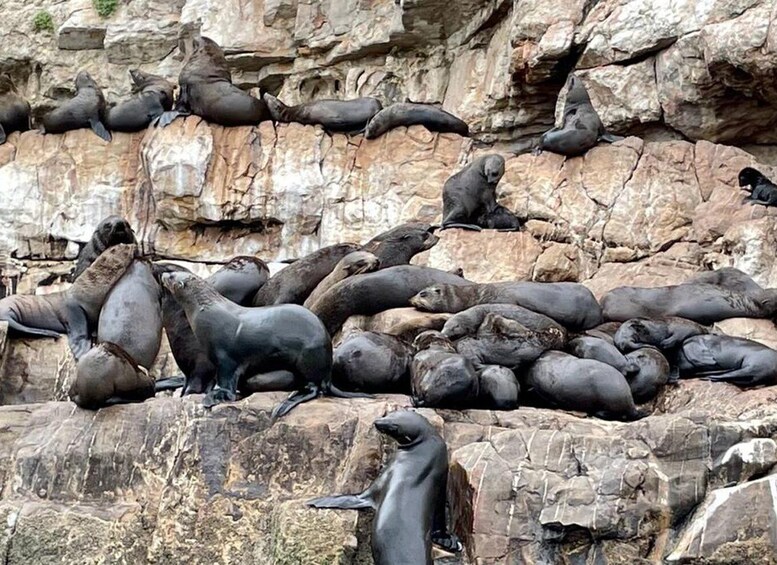 Picture 9 for Activity Plettenberg Bay: Seal Viewing Boat Trip