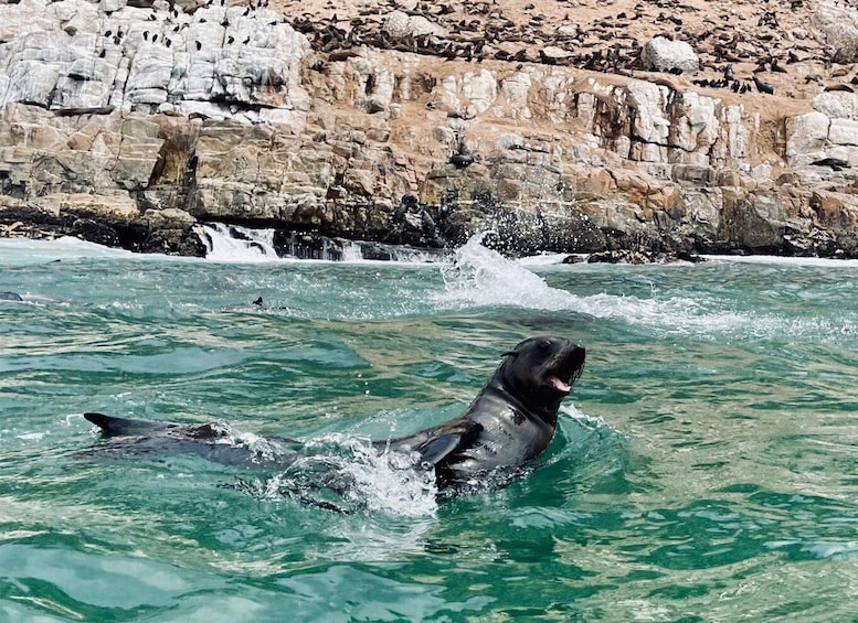 Picture 5 for Activity Plettenberg Bay: Seal Viewing Boat Trip