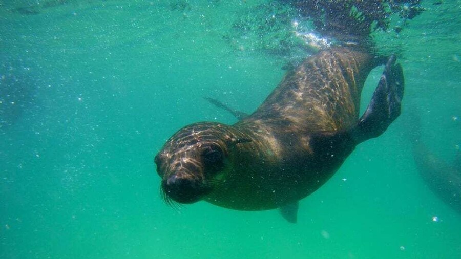 Plettenberg Bay: Seal Viewing Boat Trip